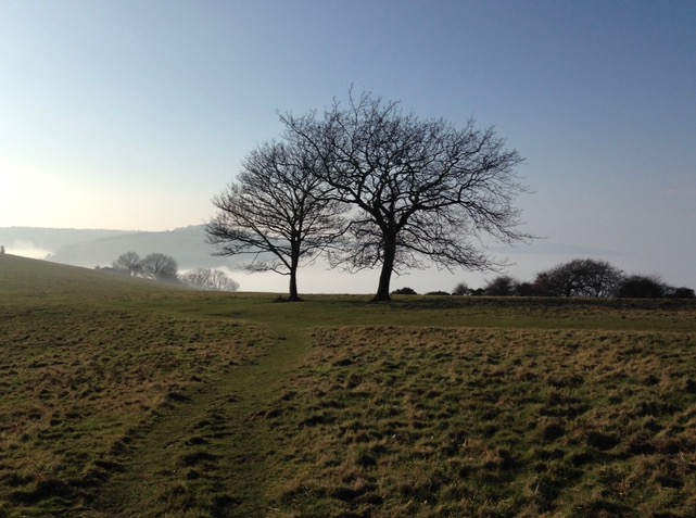 Two bare trees standing like a gateway on a grassy South Downs hillside