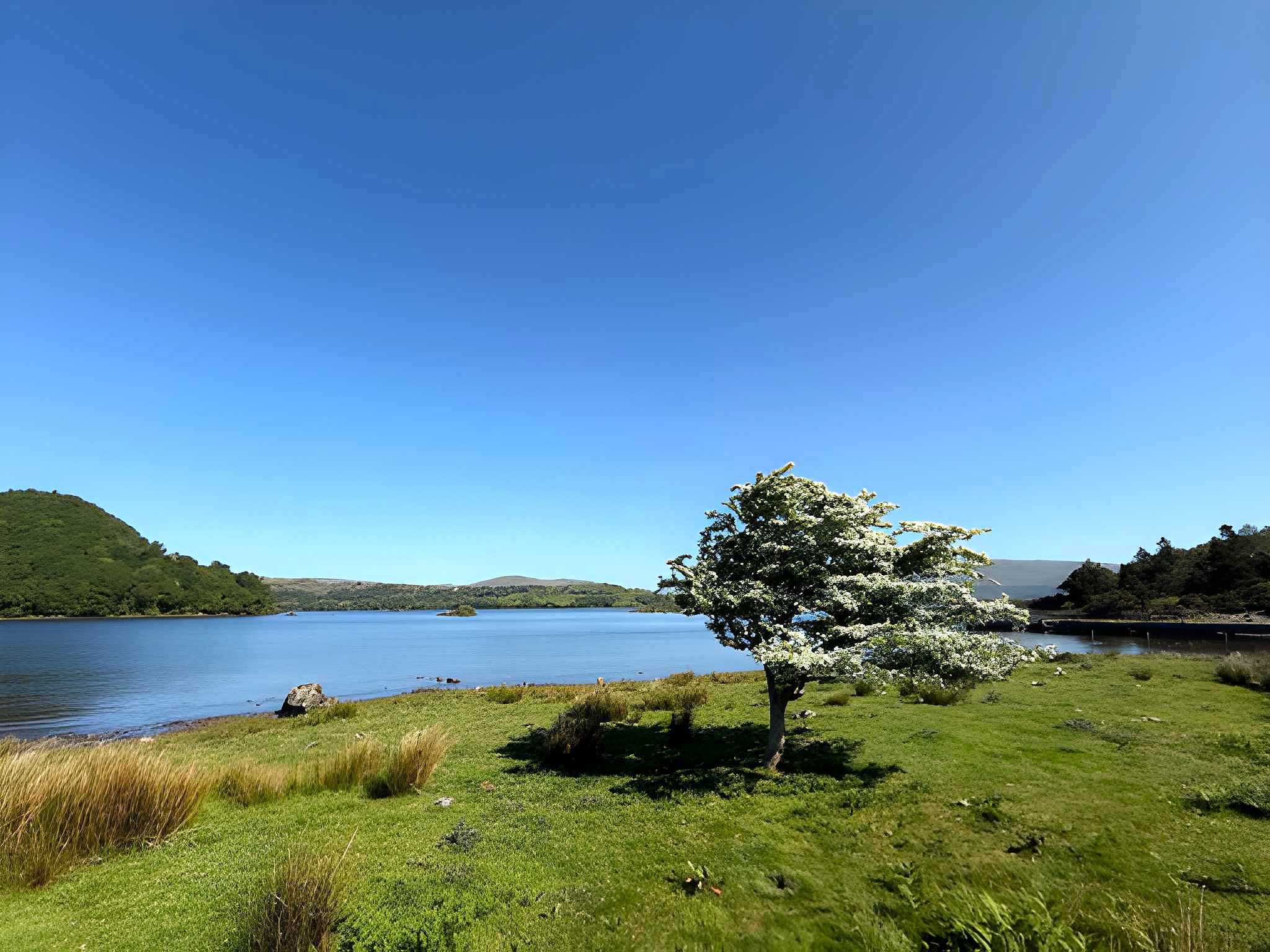 A hawthorn tree in blossom beside a still lake, with hills beyond under a clear sky