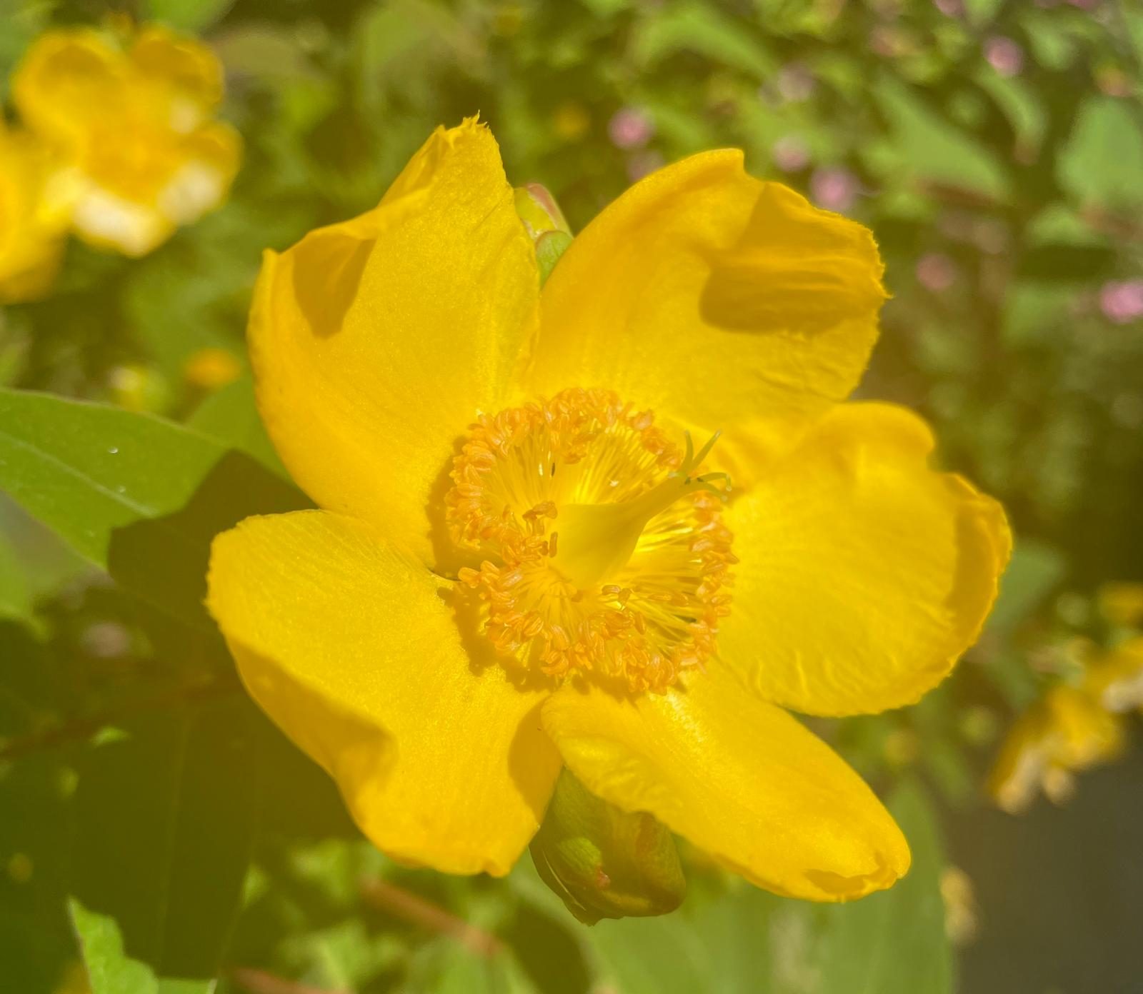 A golden St John's Wort flower, open in the sunlight